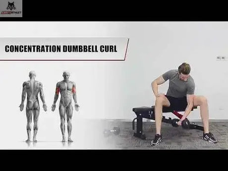 Titanium Strength RHD Evolution Heavy Duty FID Hantelbank, Übungsgrafik Konzentrations-Curl im Sitzen